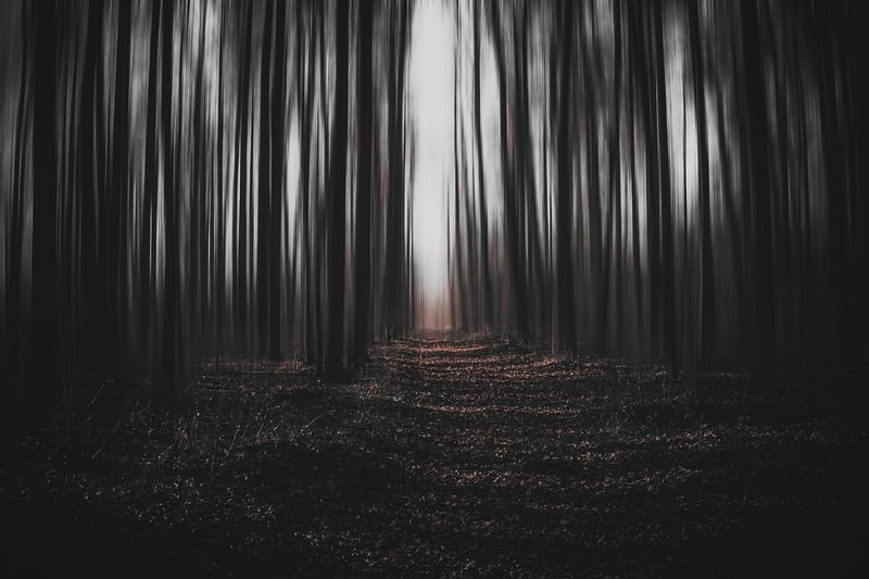 Dark Forest